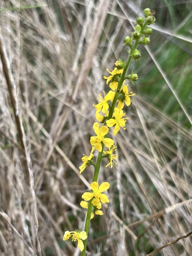 common agrimony