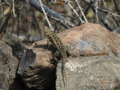 Sceloporus spinosus