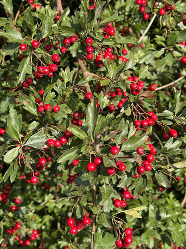 common hawthorn