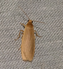 Danielithosia immaculata