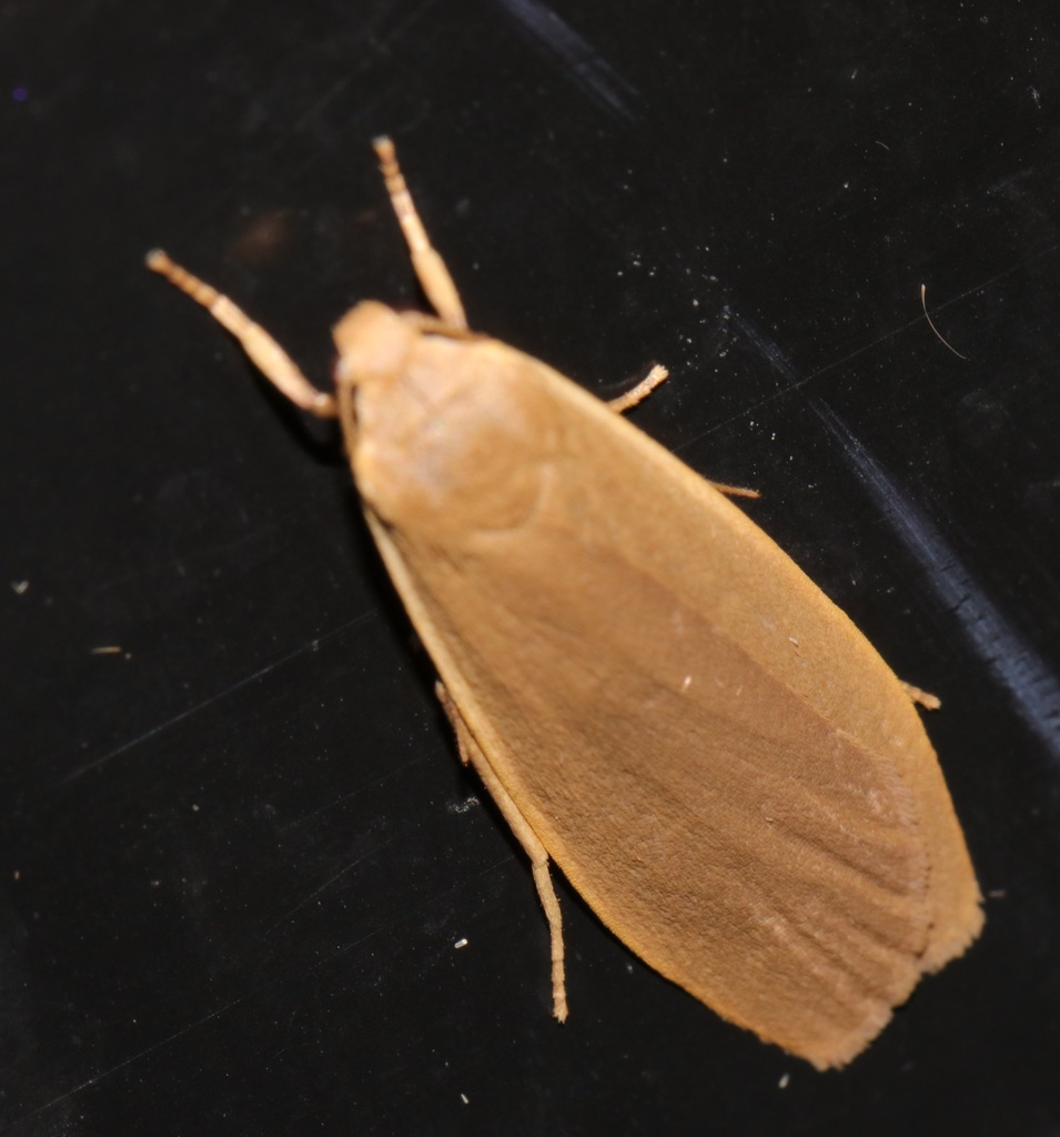 Danielithosia