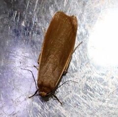 Danielithosia immaculata