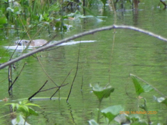 Ondatra zibethicus