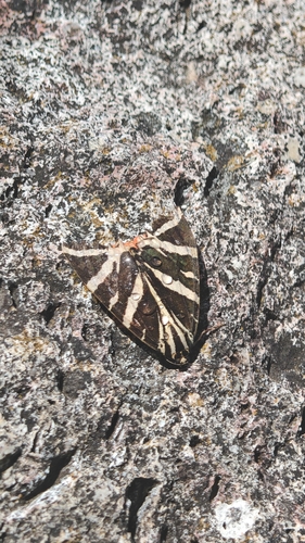 Jersey Tiger