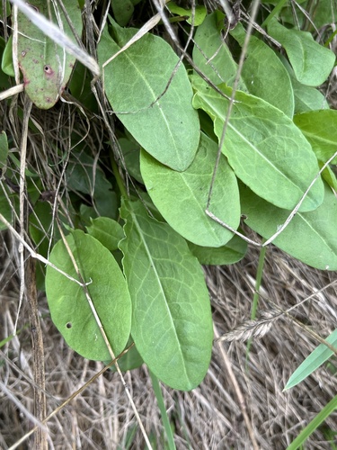 Common Sorrel