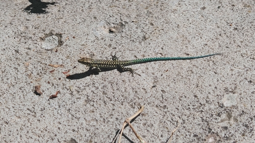 Anatolian Rock Lizard