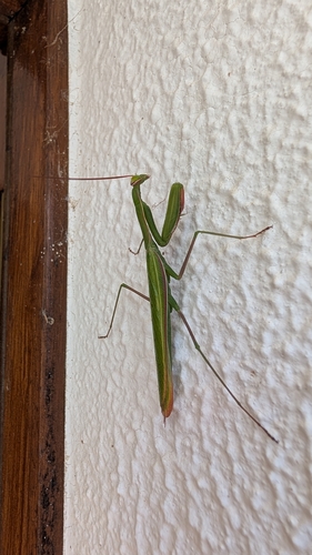 European Mantis