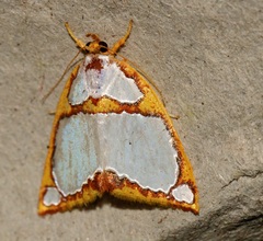 Titulcia confictella