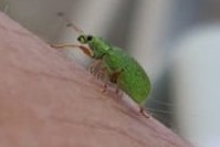 Polydrusus formosus