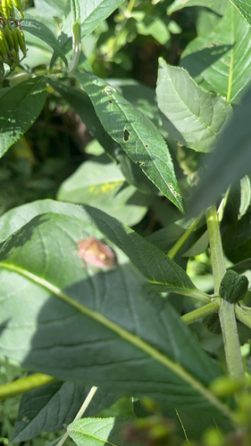 Sloe Bug