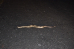 Crotalus culminatus