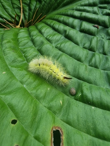 Pale Tussock Moth
