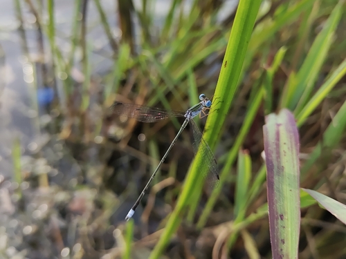Malabar Spreadwing