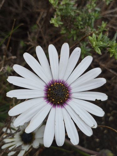Dimorphotheca pluvialis observed 2026-09-13