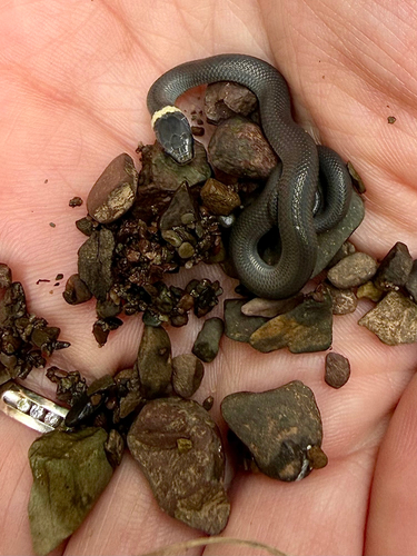 Ring-necked Snake