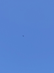 Haliaeetus albicilla