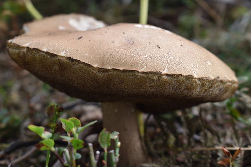 Brown Birch-bolete