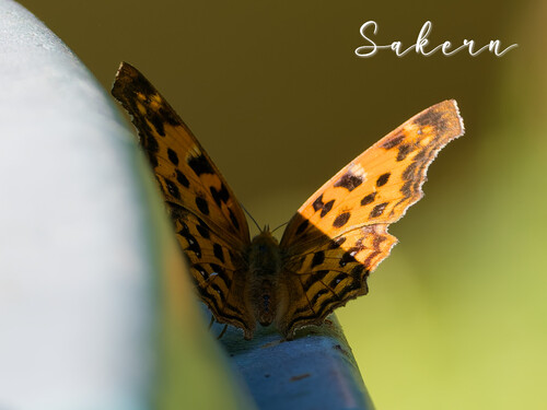 Asian Comma