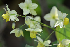 Epimedium pinnatum