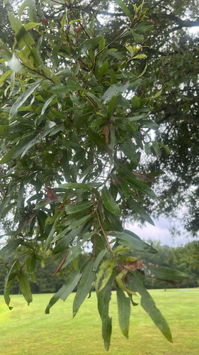 willow oak