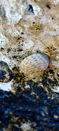 Turbinate Monodont