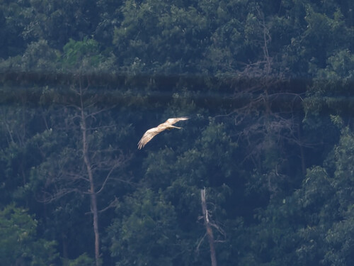 Black Kite