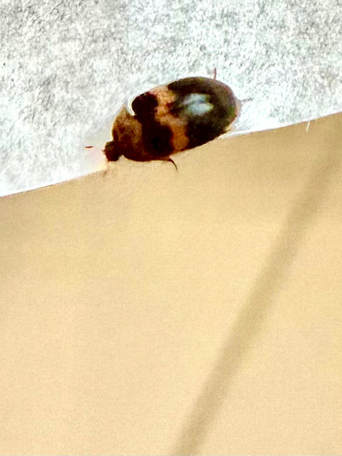 Banded Black Carpet Beetle