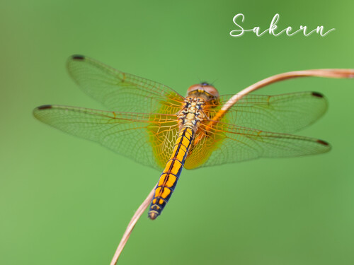 Crimson Marsh Glider