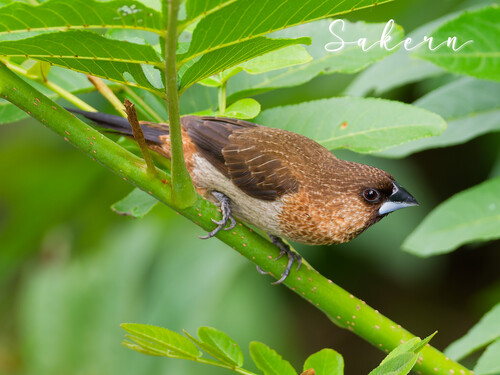 White-rumped Munia