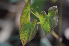 Epimedium pinnatum