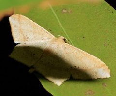 Krananda falcata