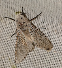 Polyphagozerra coffeae