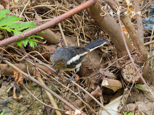 Oriental Magpie-Robin