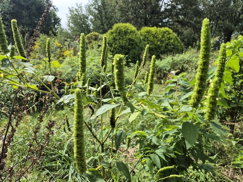 yellow giant hyssop