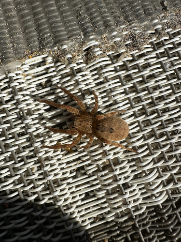 Mediterranean Spiny False Wolf Spider