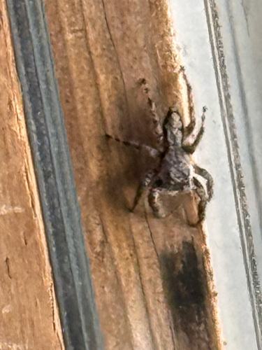 Tan Jumping Spider