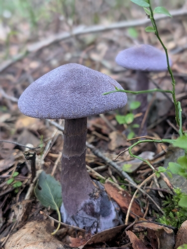 violet webcap