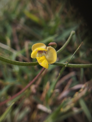 Vigna radiata observed 2026-09-13
