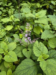 Plectranthus fruticosus