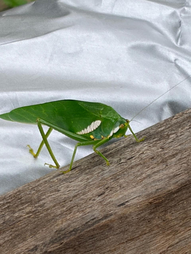 Philophyllia latior