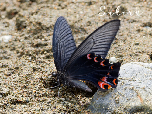Long-tail Spangle Swallowtail