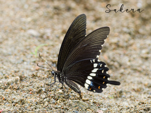 Common Mormon Swallowtail