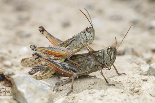 Shirakiacris shirakii