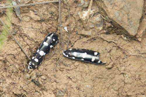 Asian Longhorned Beetle