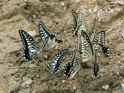 Chinese Yellow Swallowtail