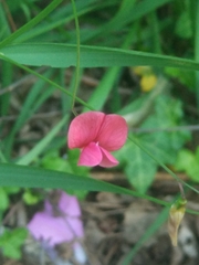 Lathyrus sphaericus