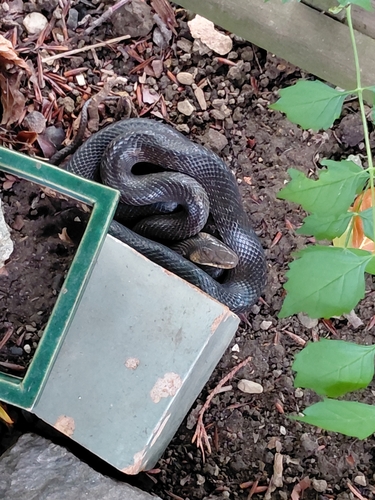 Aesculapian Snake