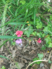 Lathyrus sphaericus