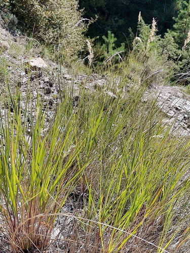 Achnatherum calamagrostis, 2026-09-13