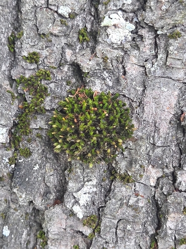 Lewinskya speciosa observed 2026-09-13